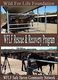WFLF Rescue & Rehab